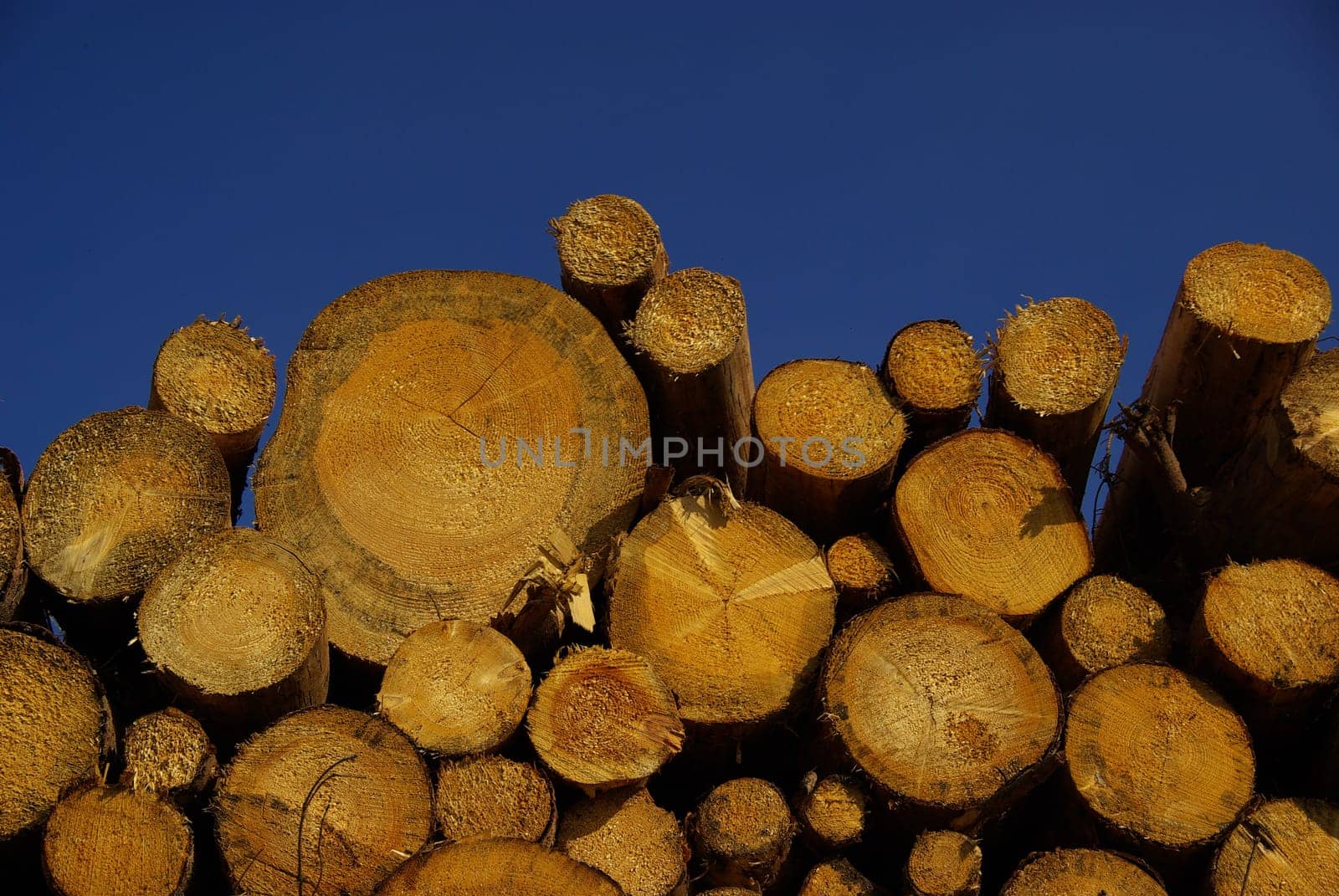 Wood Pile 13