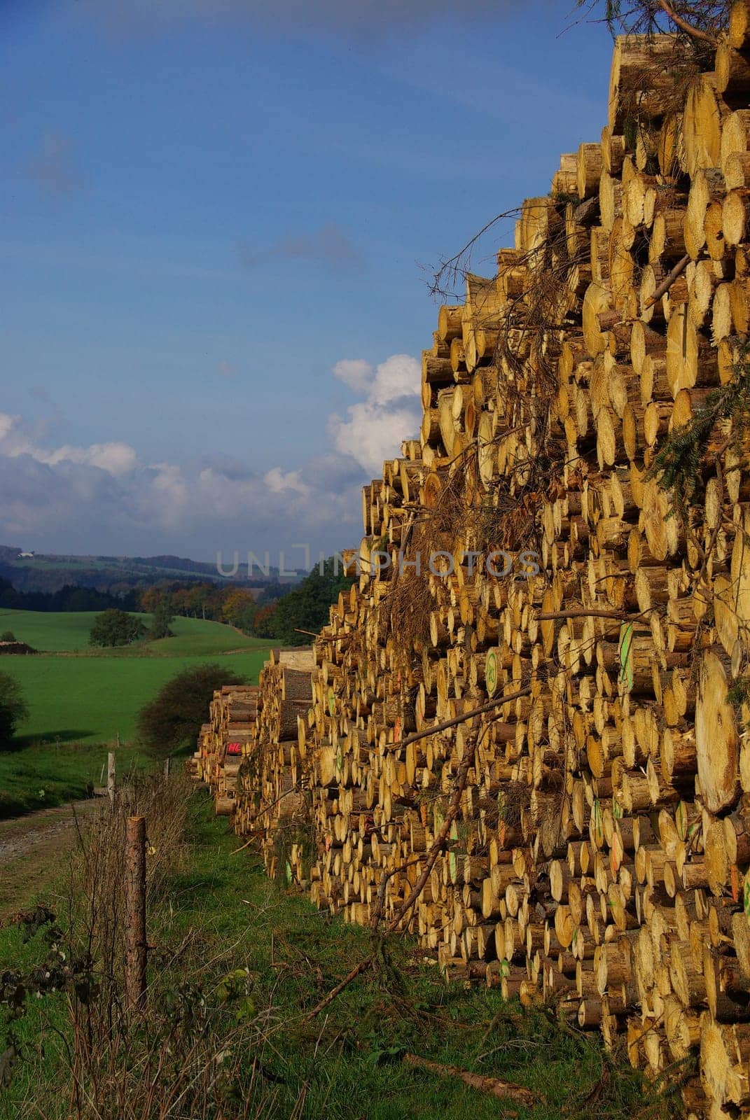 Wood Pile 11