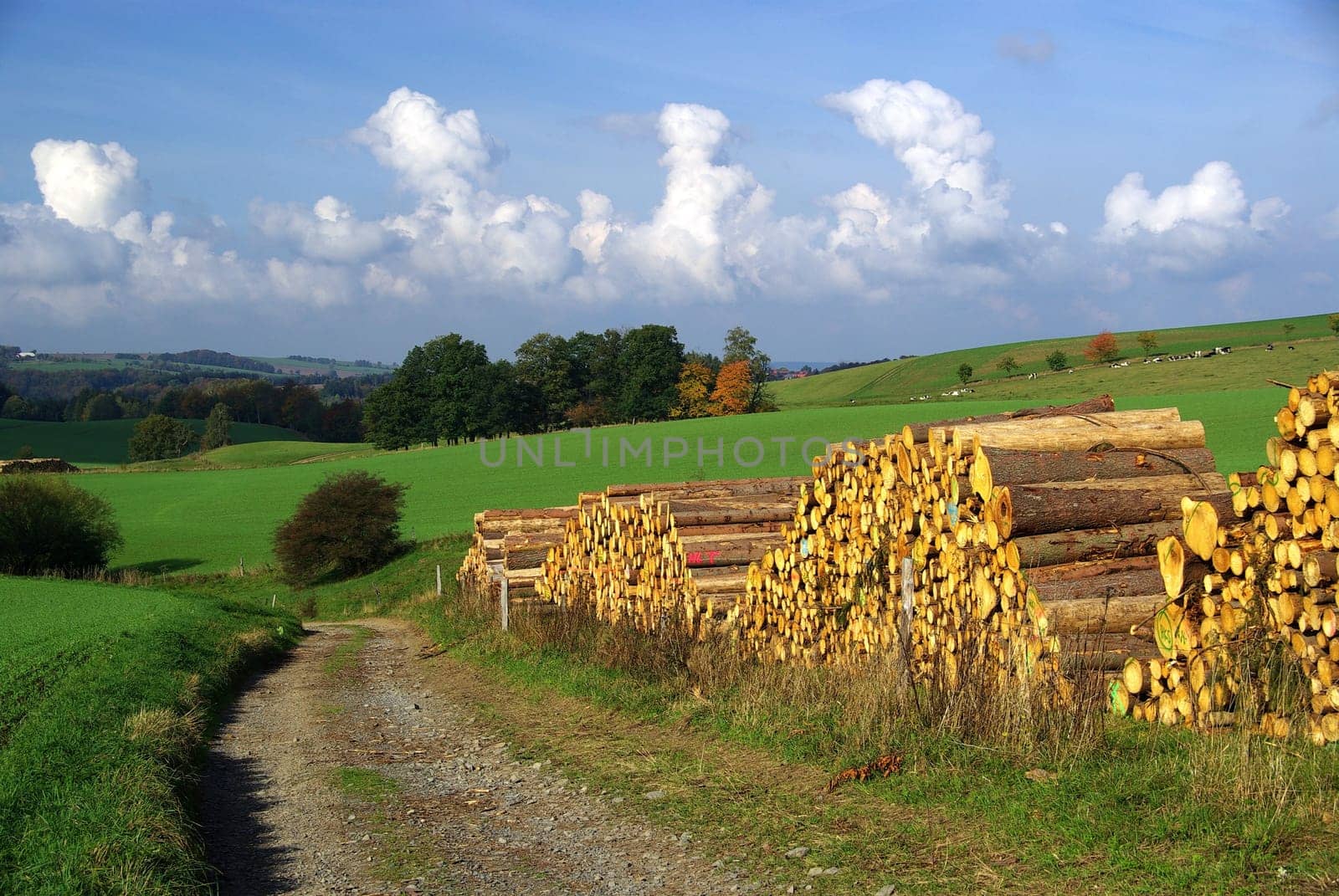 Wood Pile 16