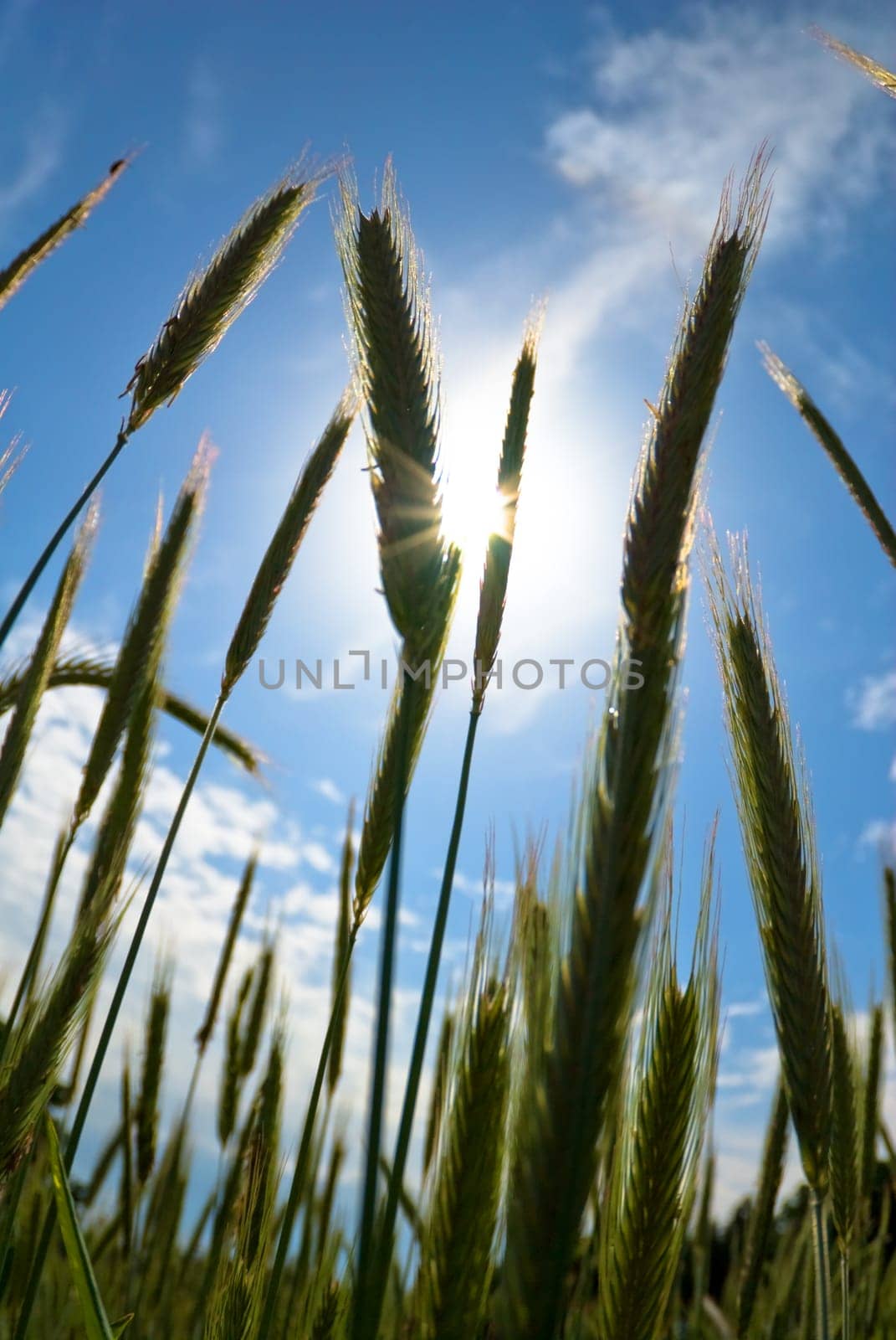 Grain Spring