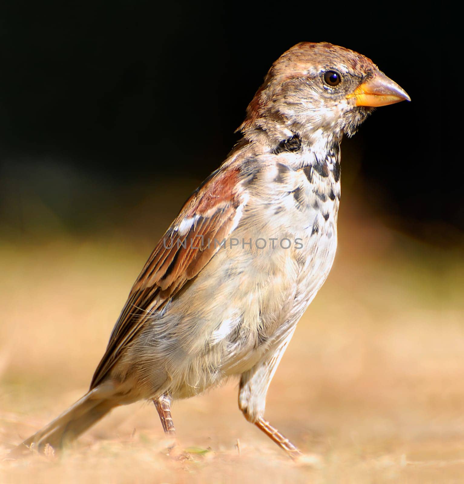 Sparrow III