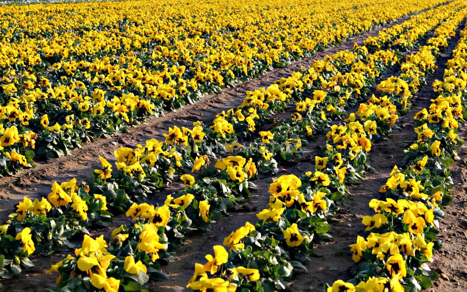 Yellow Tide