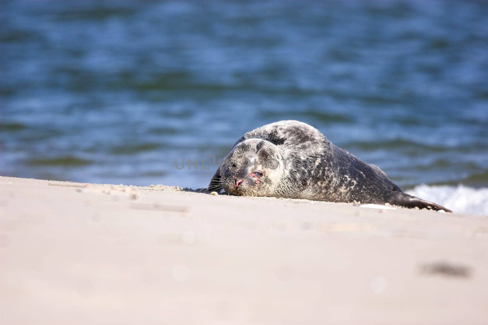 The animal has practically fallen at our feet. When we discovered the weakening animal,the first thing we did was contact the seal sanctuary in Norden,which then commissioned a volunteer from the island to look after the animal