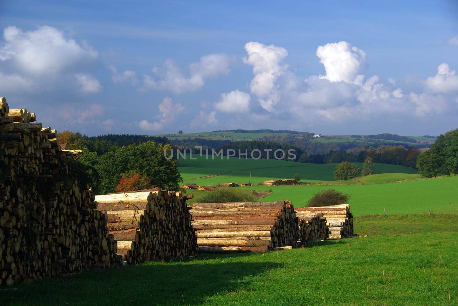 Wood Pile 17