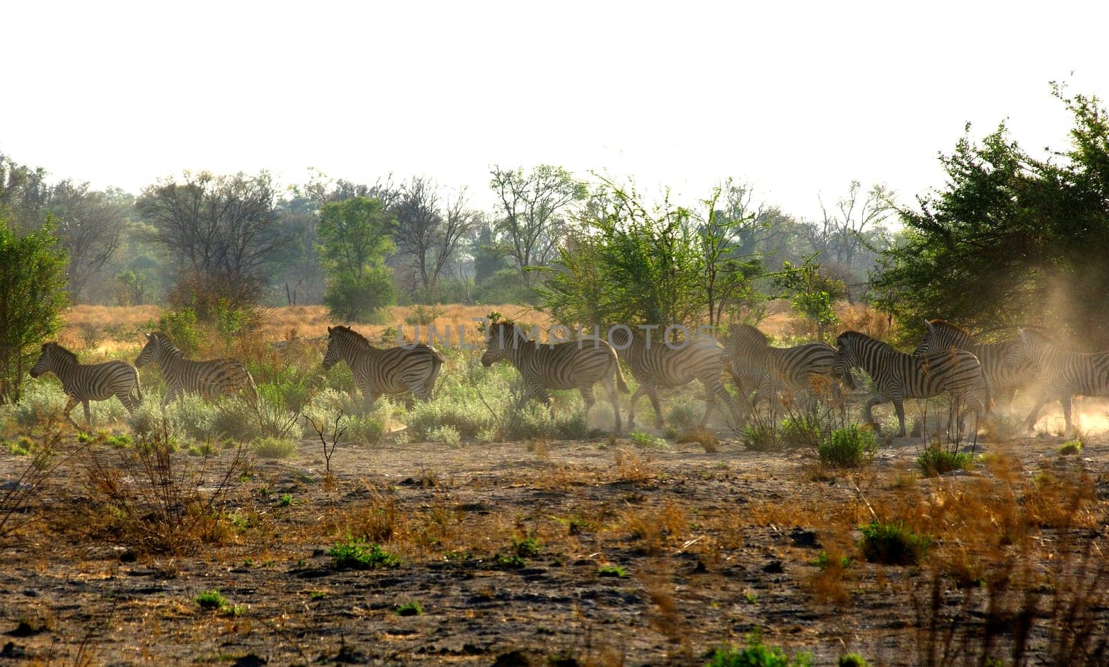 Zebras in the savannah,East Africa