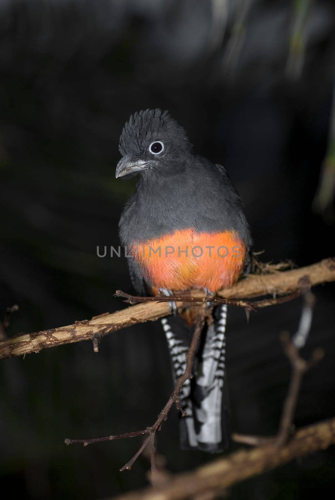 Whitetail Trogon