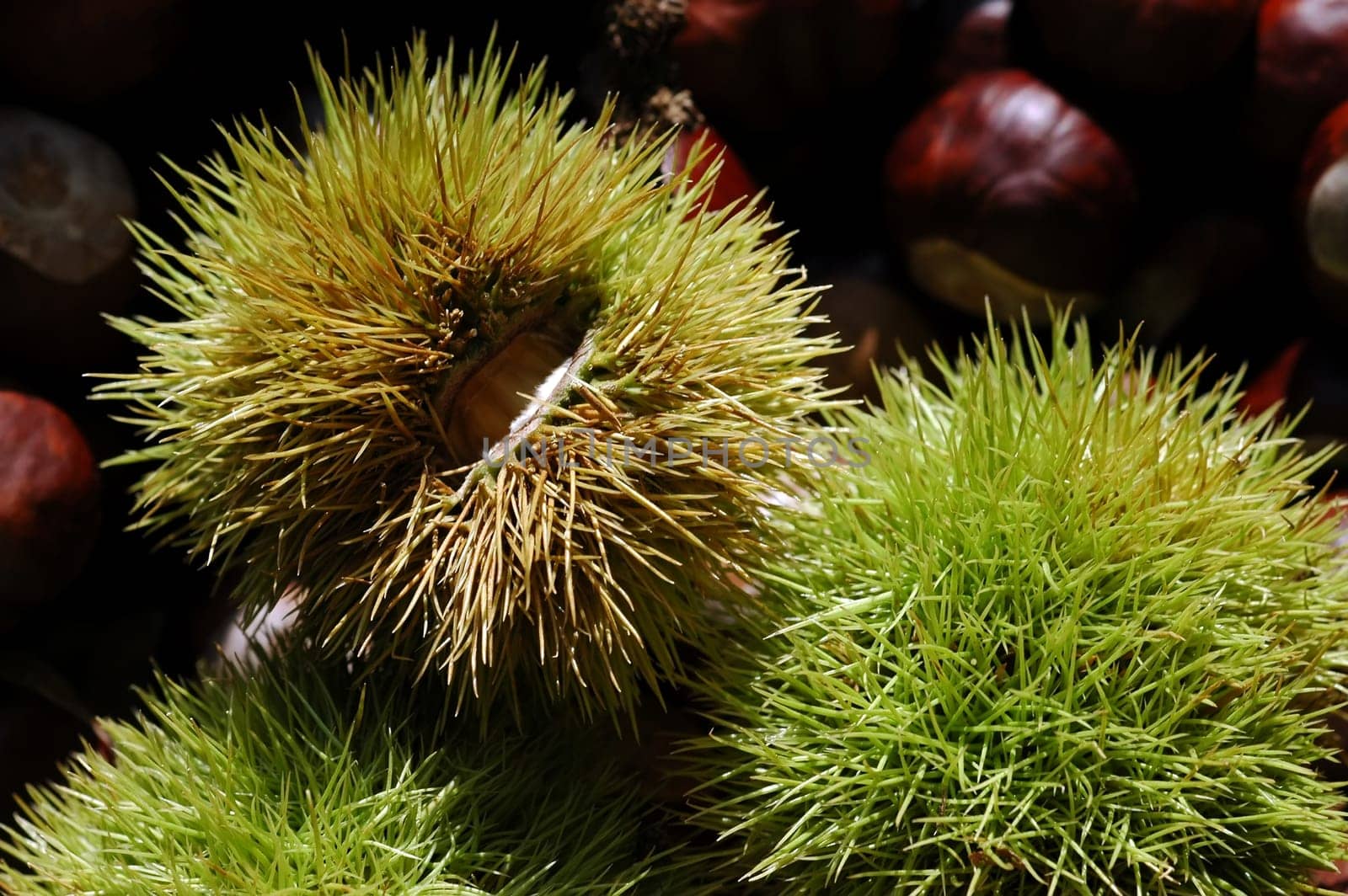 Chestnut