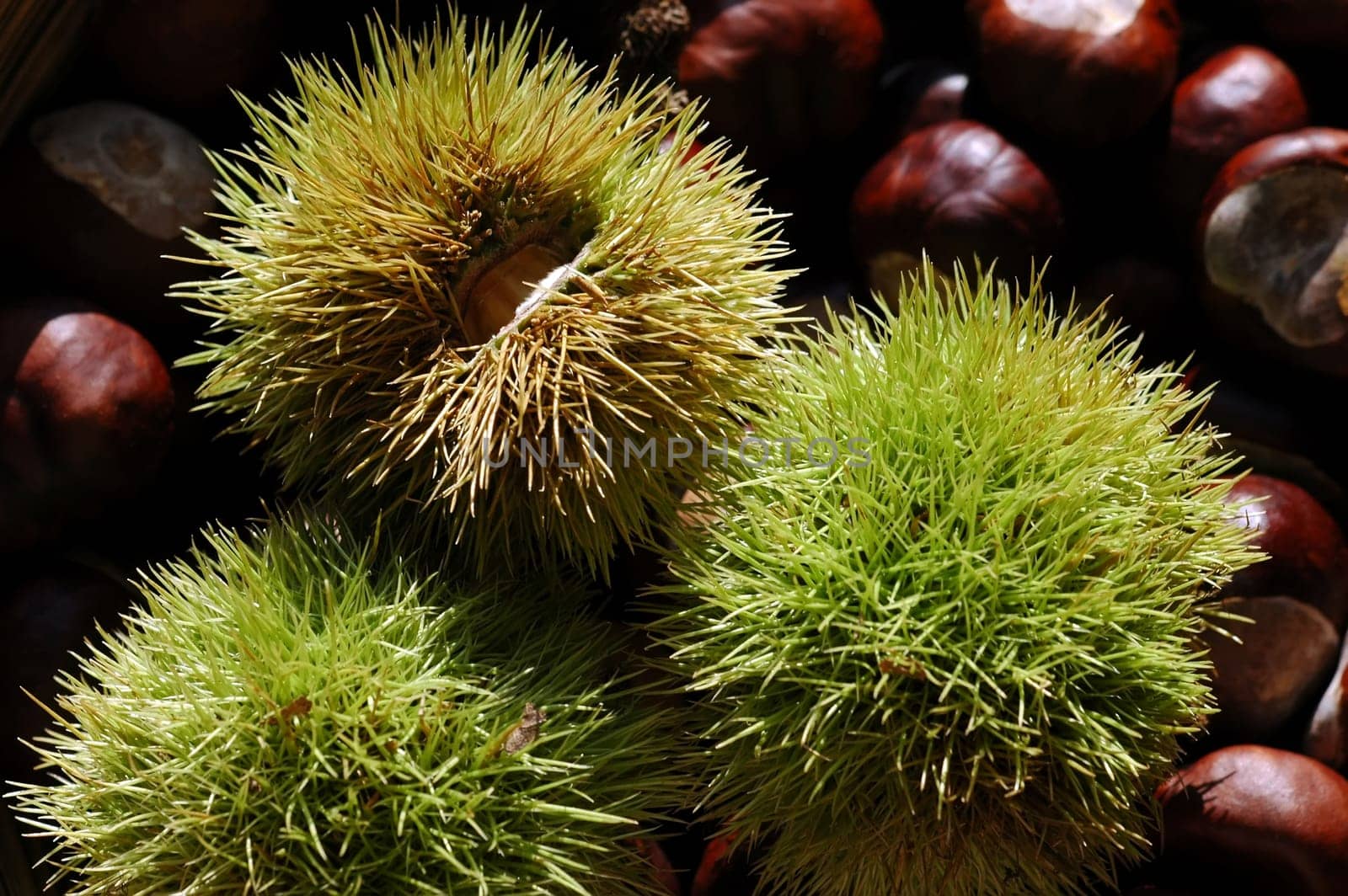 Chestnuts