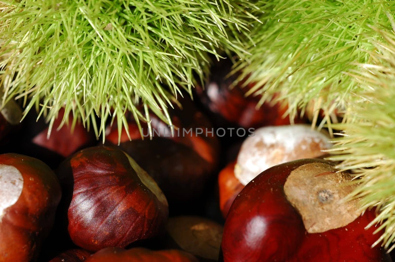 Chestnuts