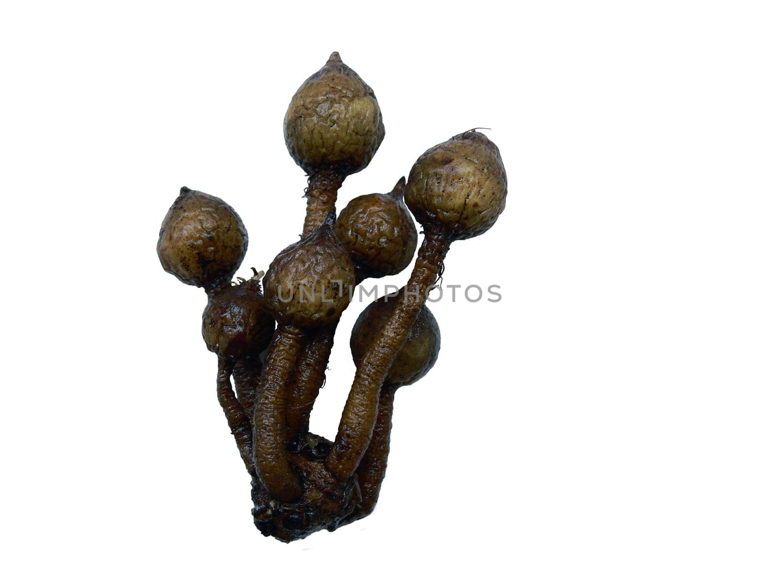 [[The plants of the genus Curcuma form branched,fleshy,aromatic rhizomes,on which tubers are often found.]] see Wikipedia