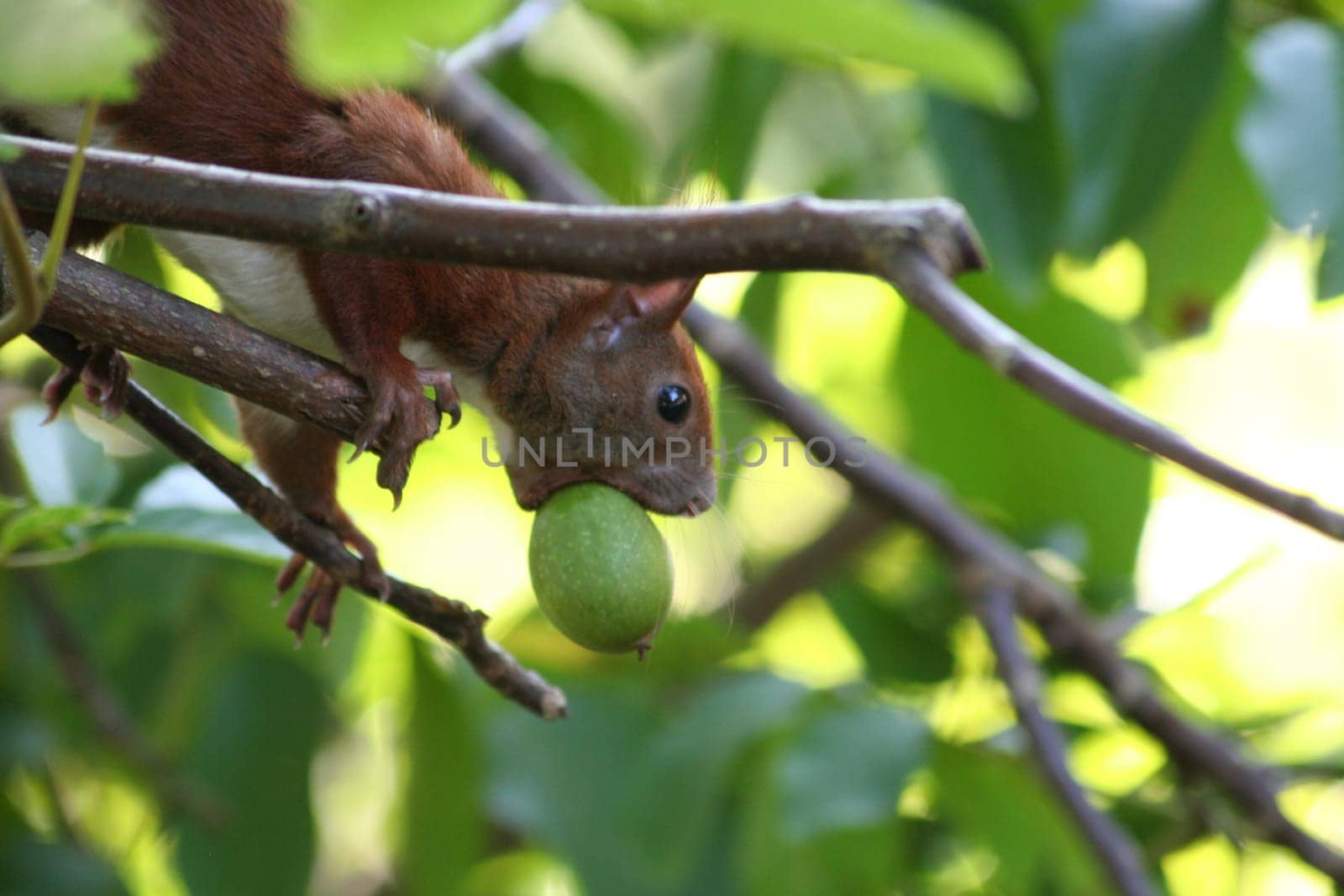 Squirrel with nut