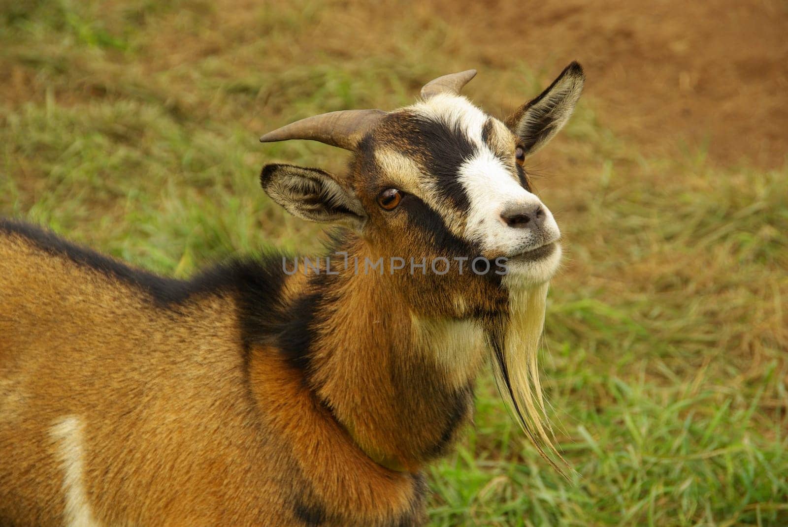 Goat 07