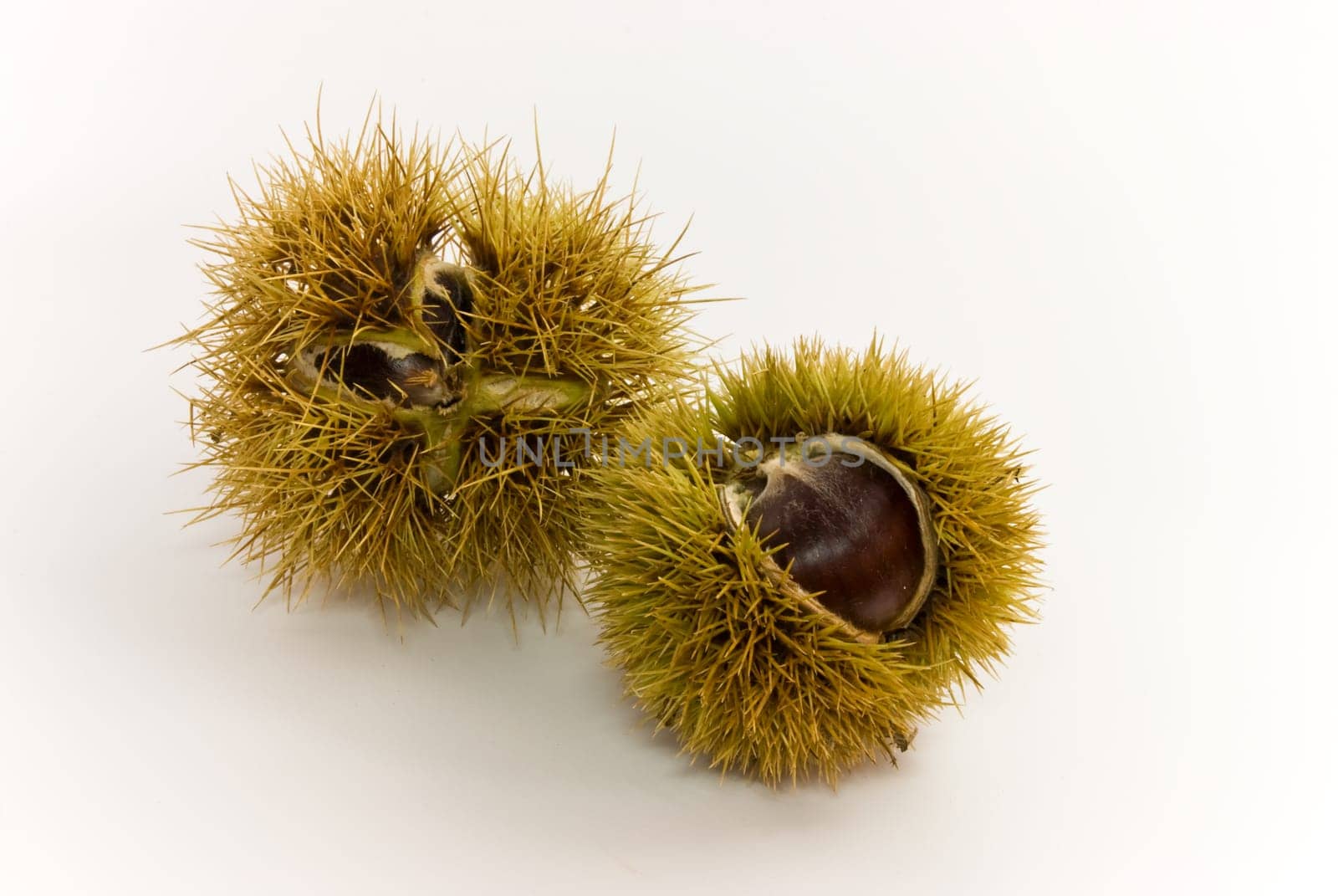 Eß - Chestnuts