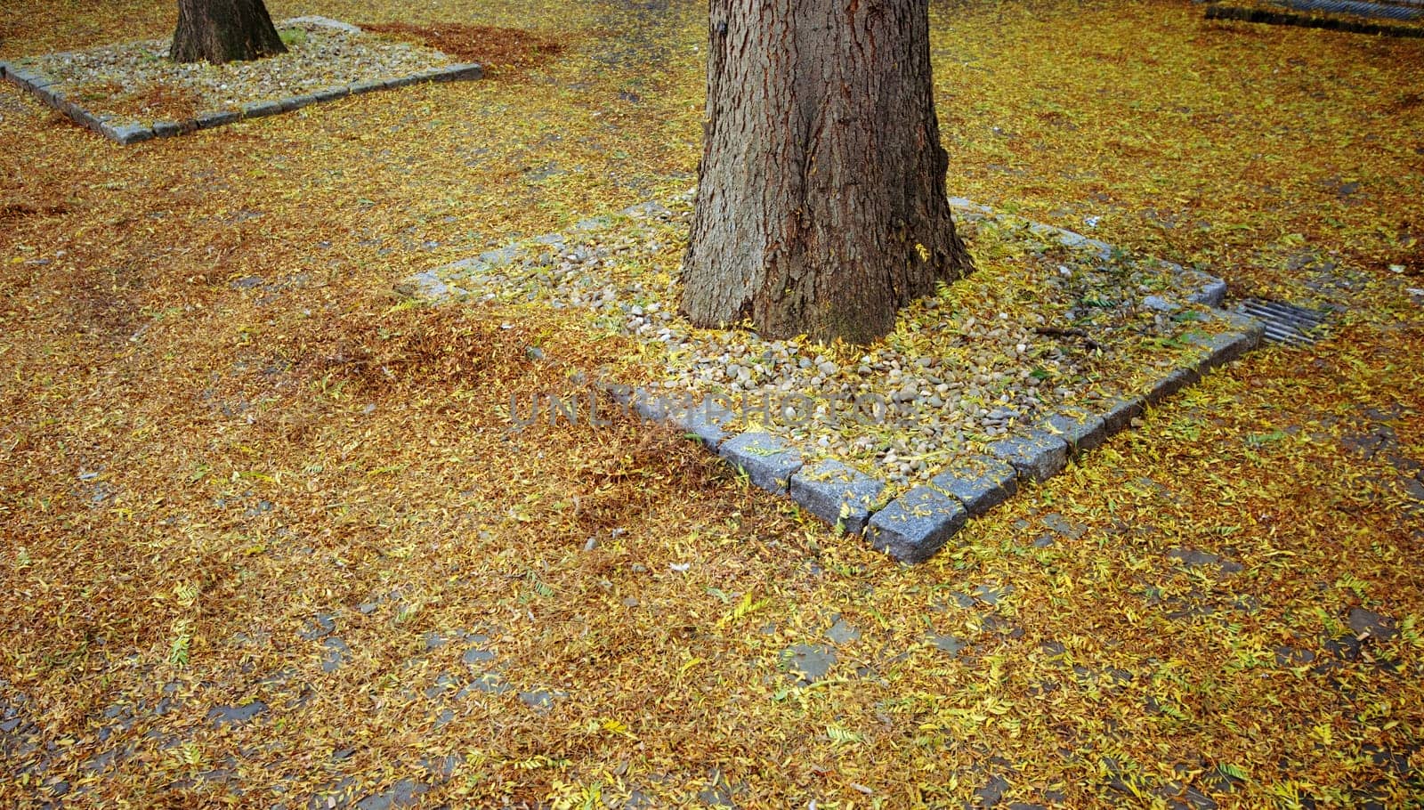 Autumn mood
