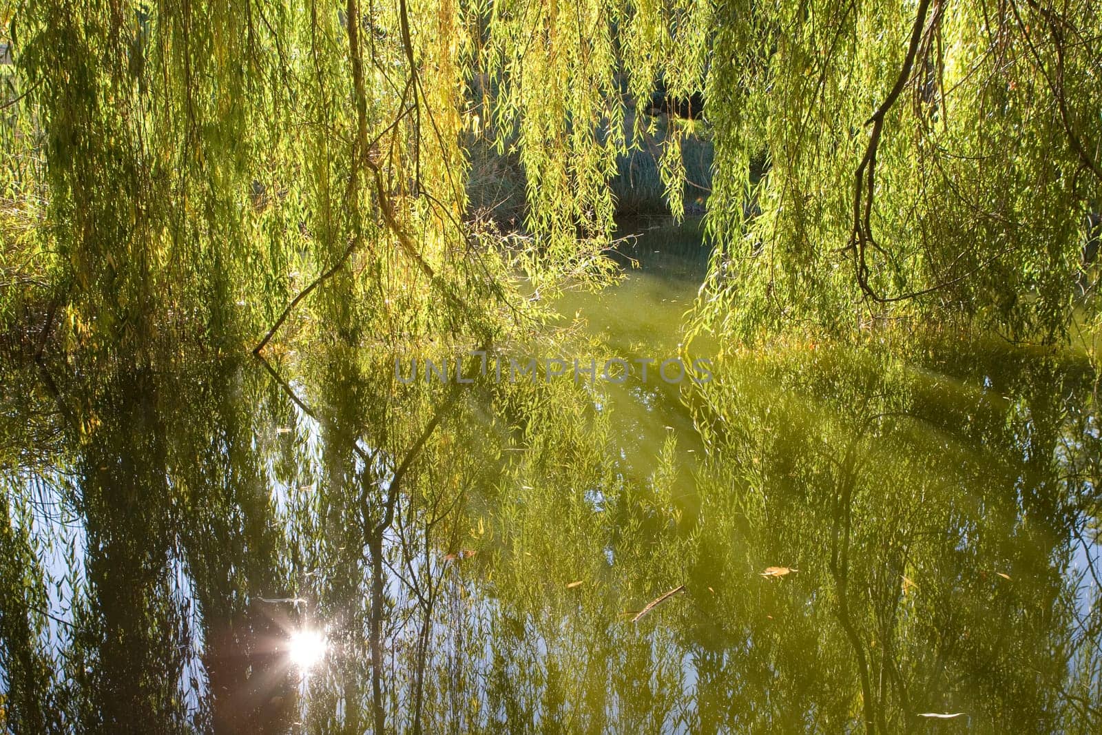 Willow tree