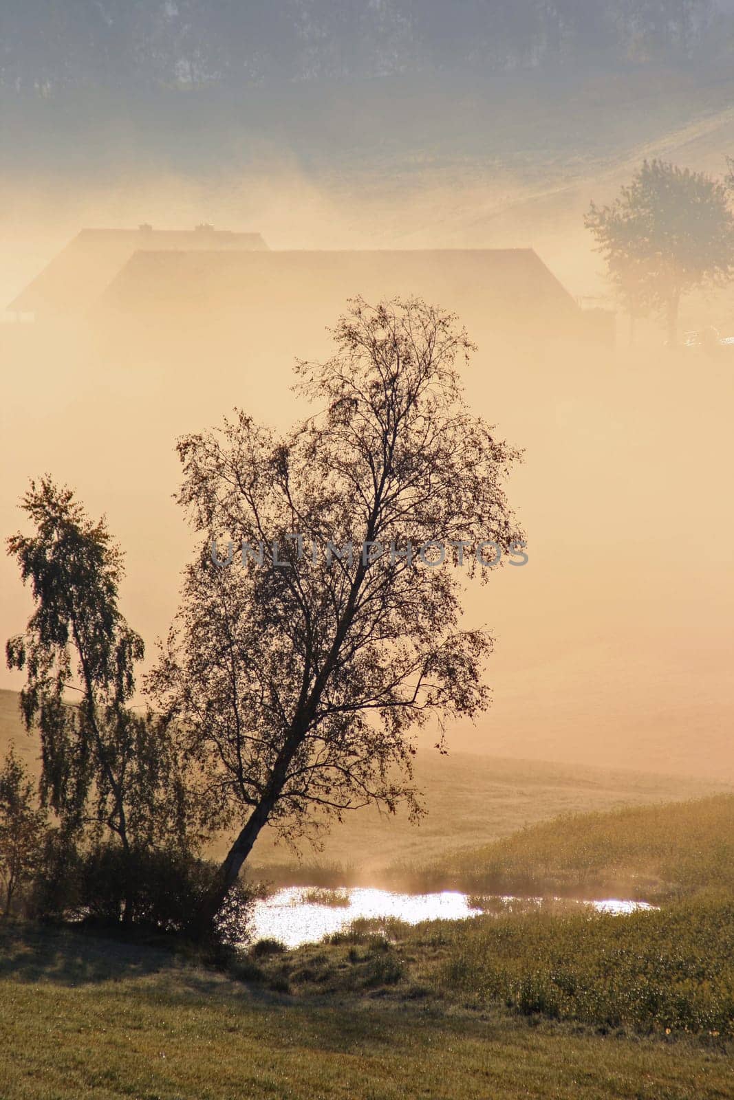Morning mist