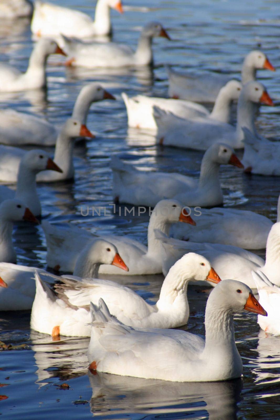Domestic geese