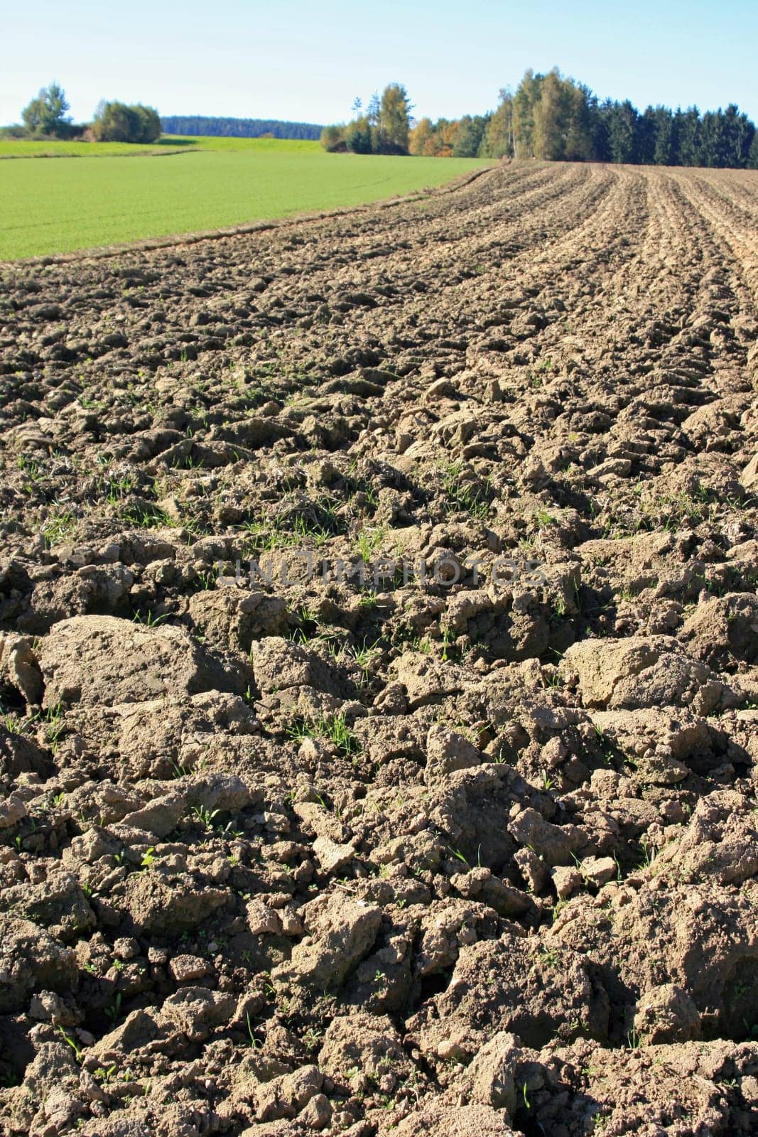 Field
