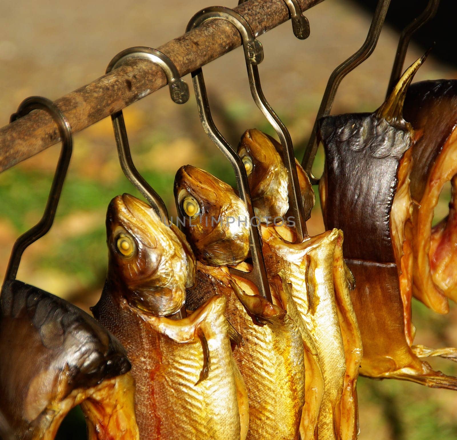 Eurasian fish 02