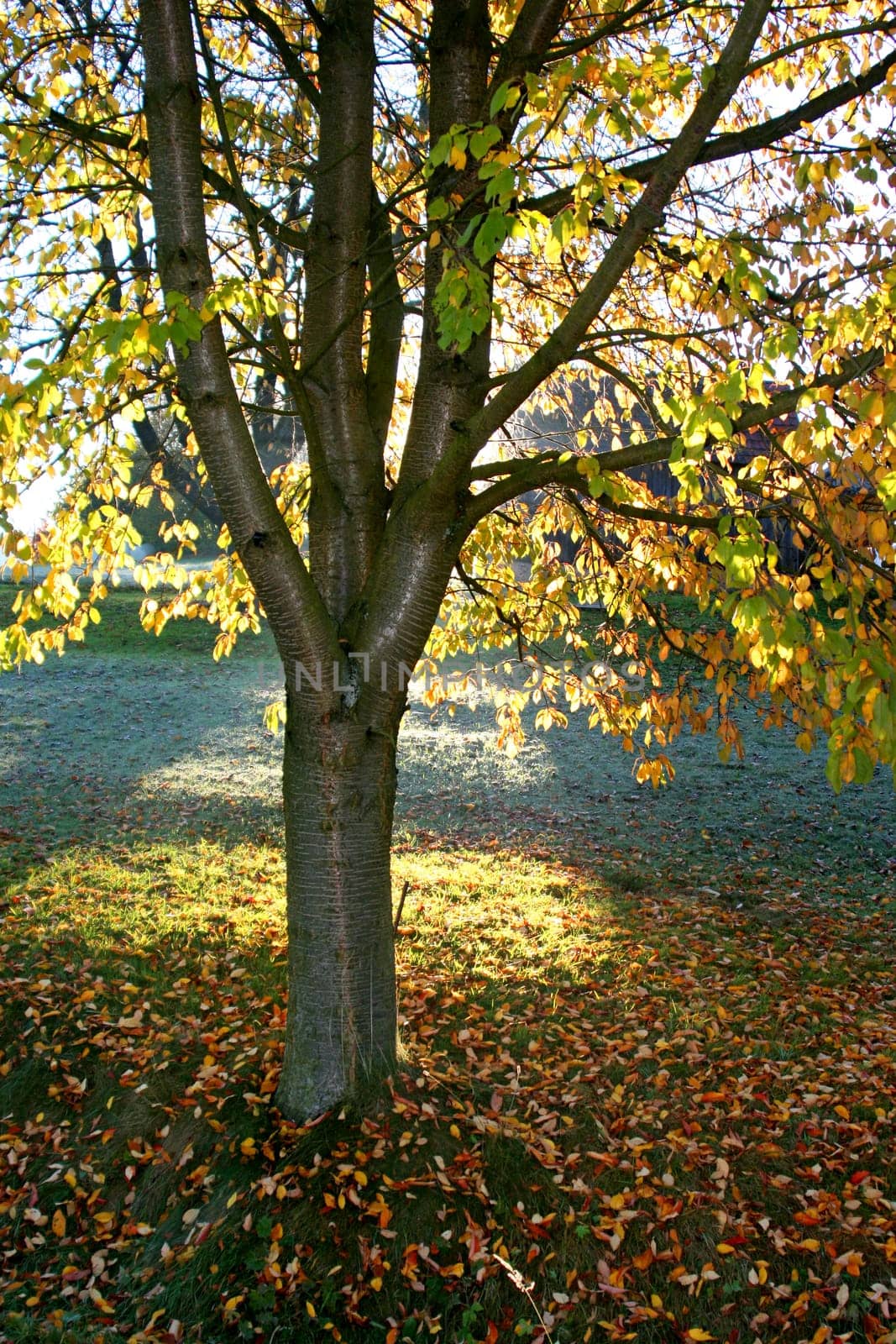 Fruit tree in autumn