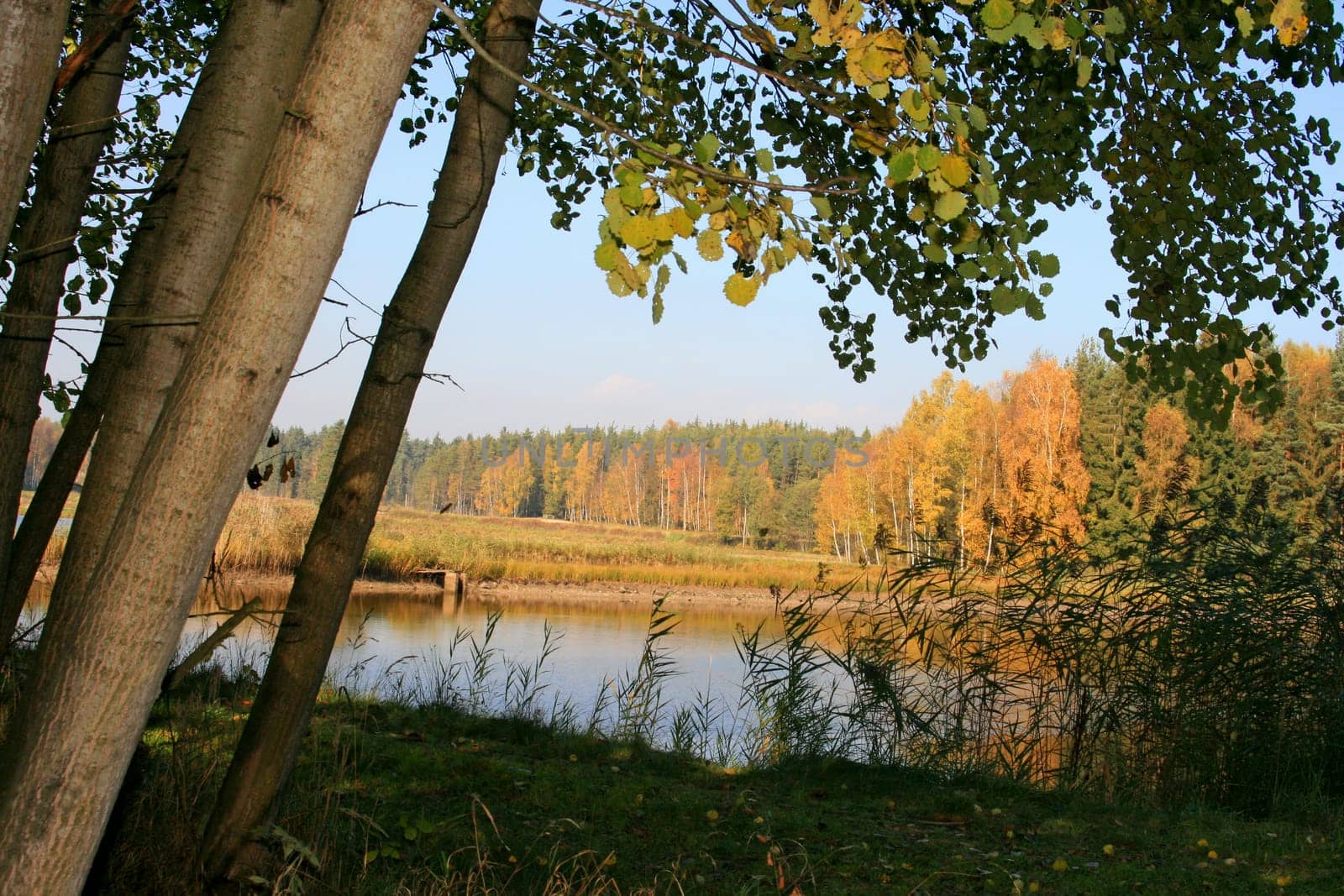 Fish pond in the Upper Palatinate