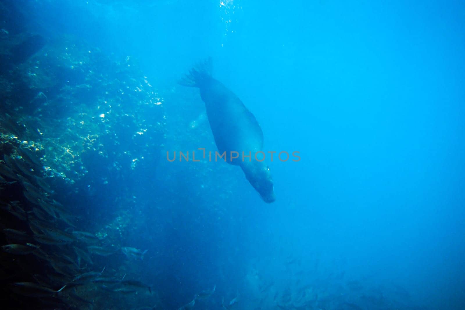 Hunting sea lion