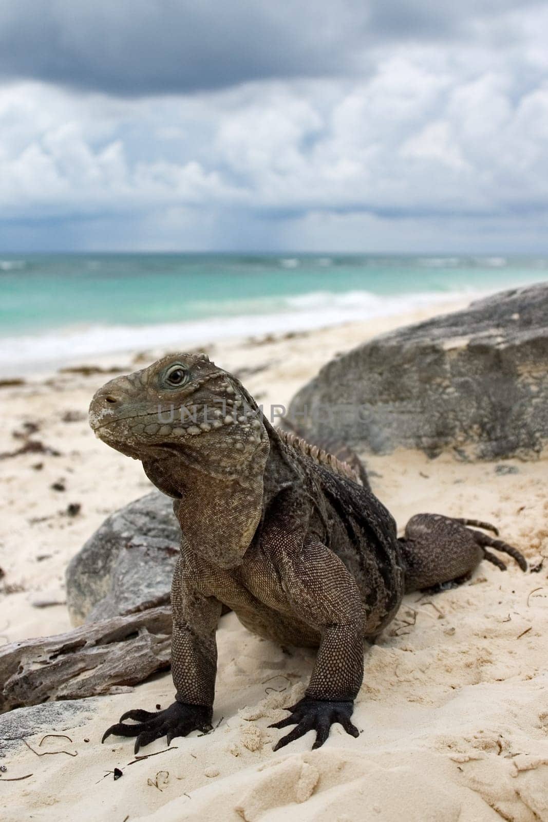 Belttail iguana,Cayo Largo/Cuba