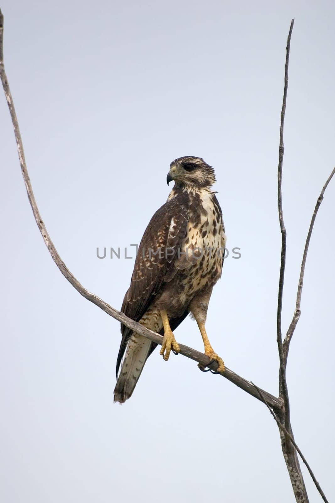 Caribbean Buzzard