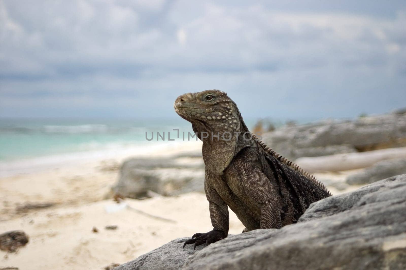 Belttail iguana,Cayo Largo/Cuba