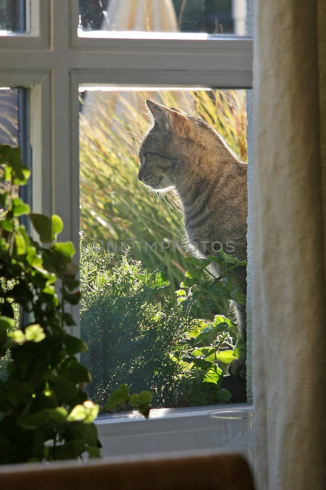 Cat at the window