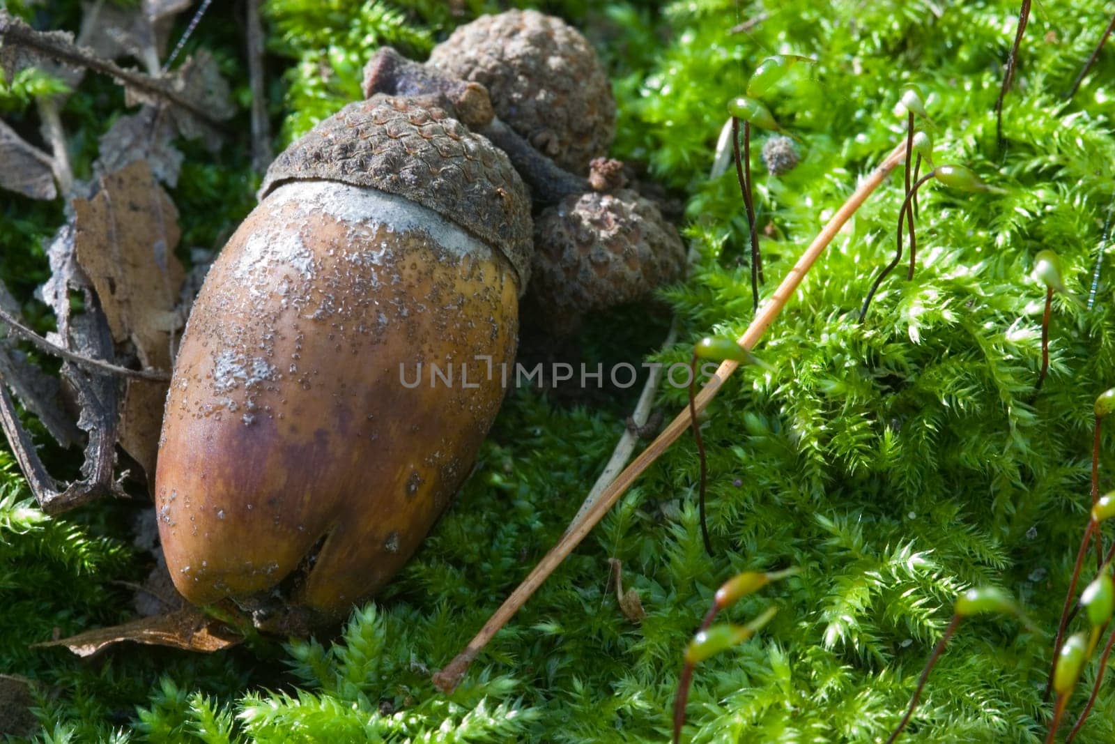 Acorn in the moss