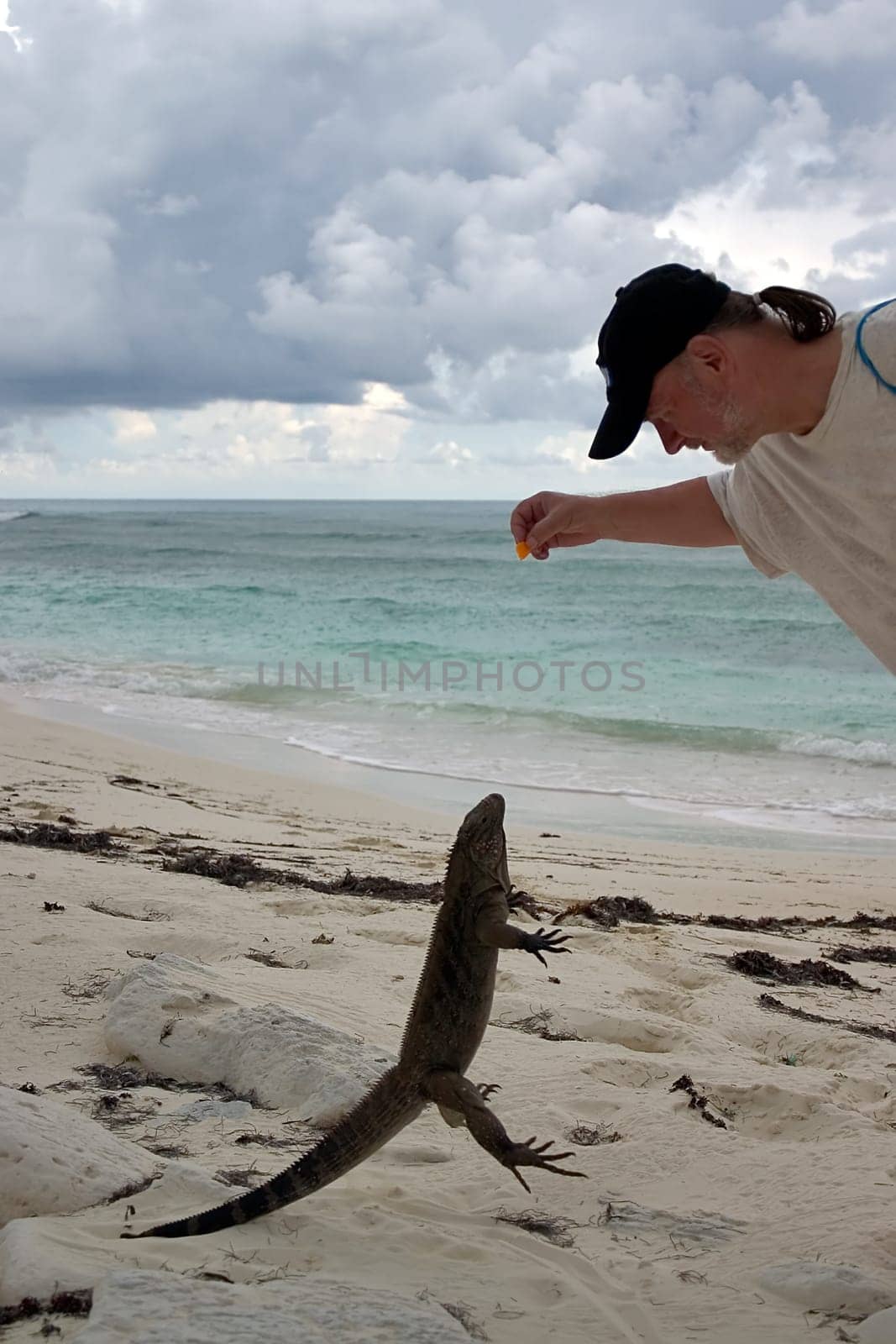 Belttail iguanas,just like dogs,like to jump for a treat. You just have to be careful to be hit by the sharp claws,as they like to support themselves on the leg of the "treat giver"". Cayo Largo/Cuba"