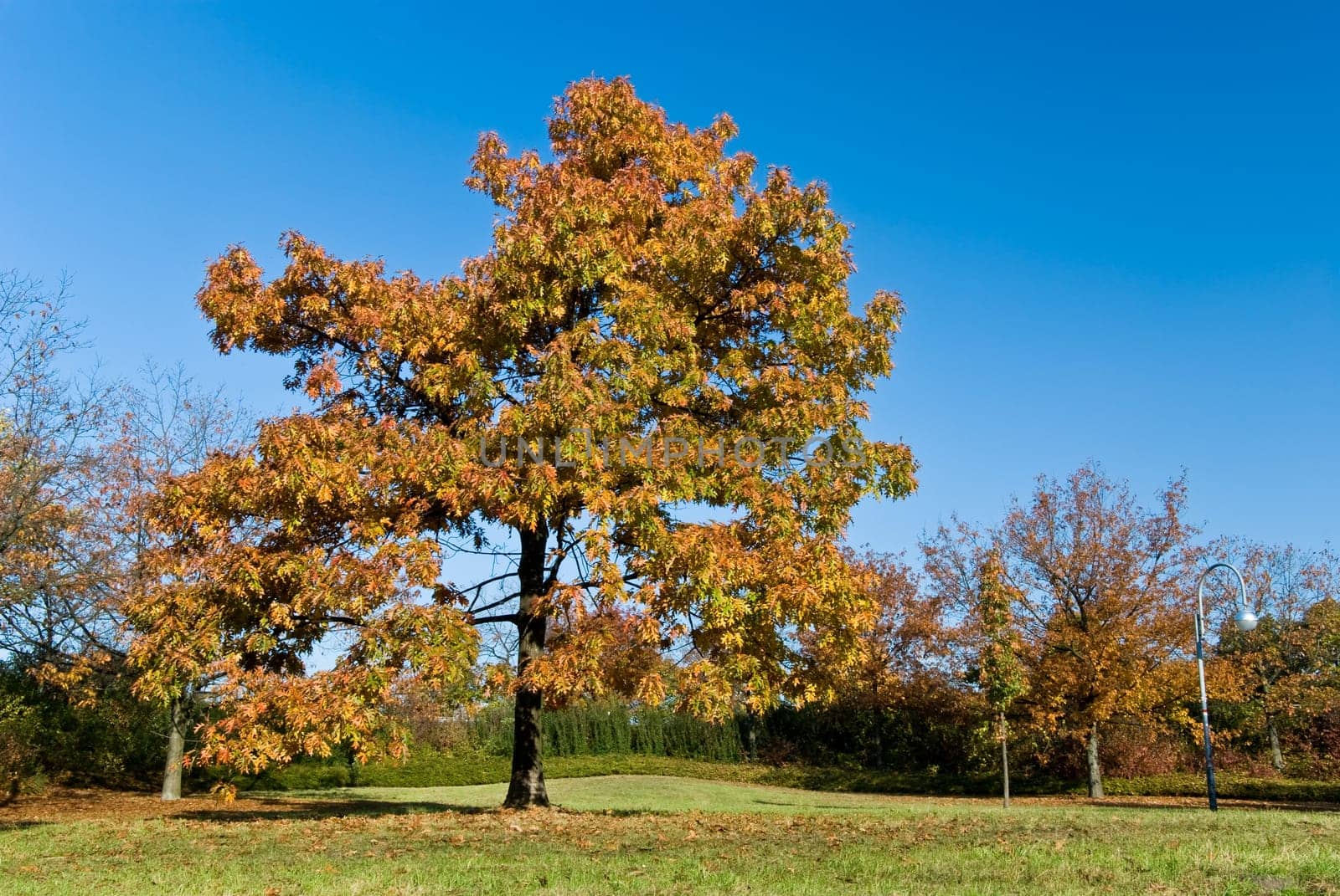 Autumn in the Park - Forest