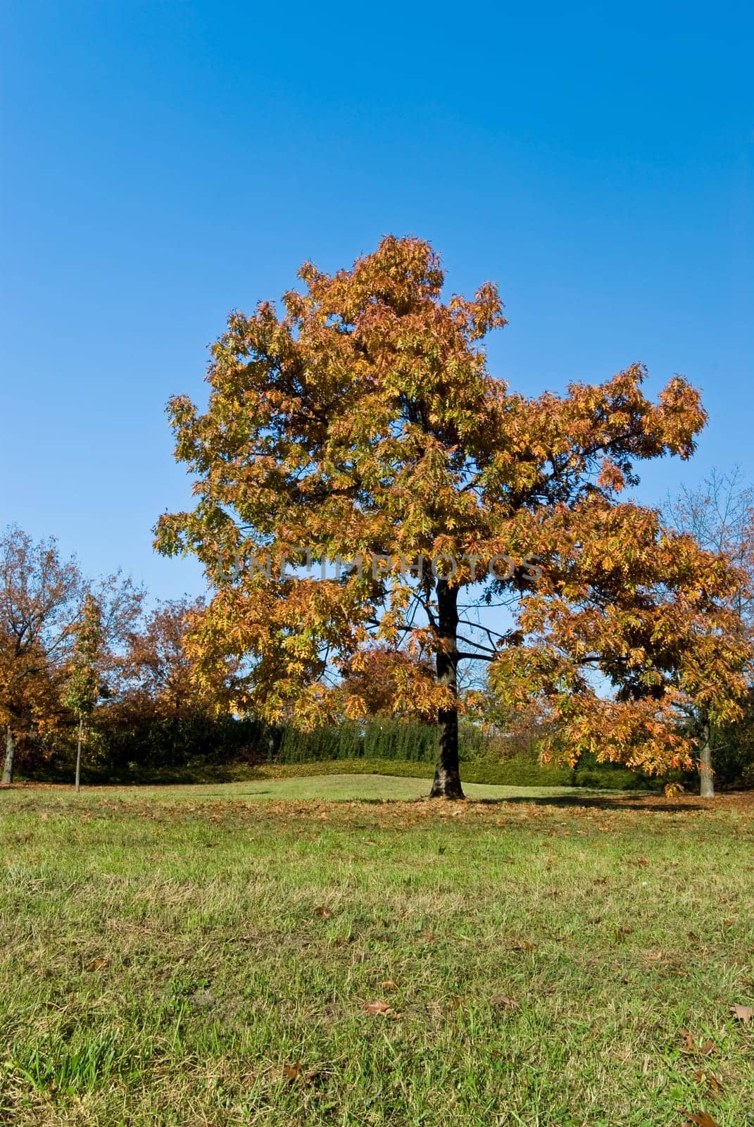 Autumn in the Park - Forest