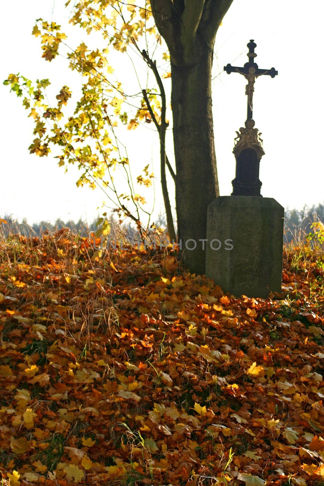 Field Cross
