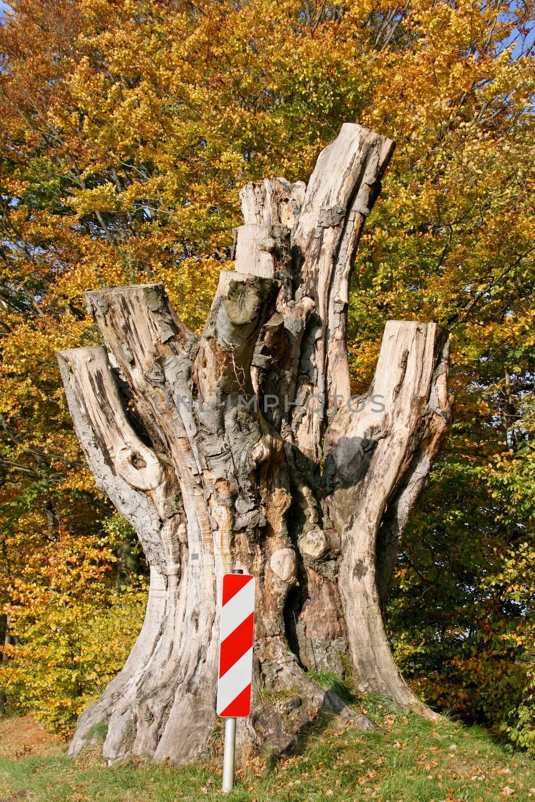 Tree stump of a giant beech tree