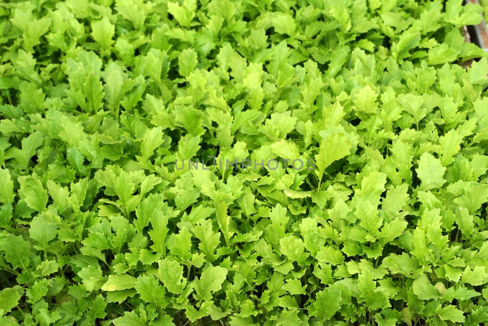 greenhorn