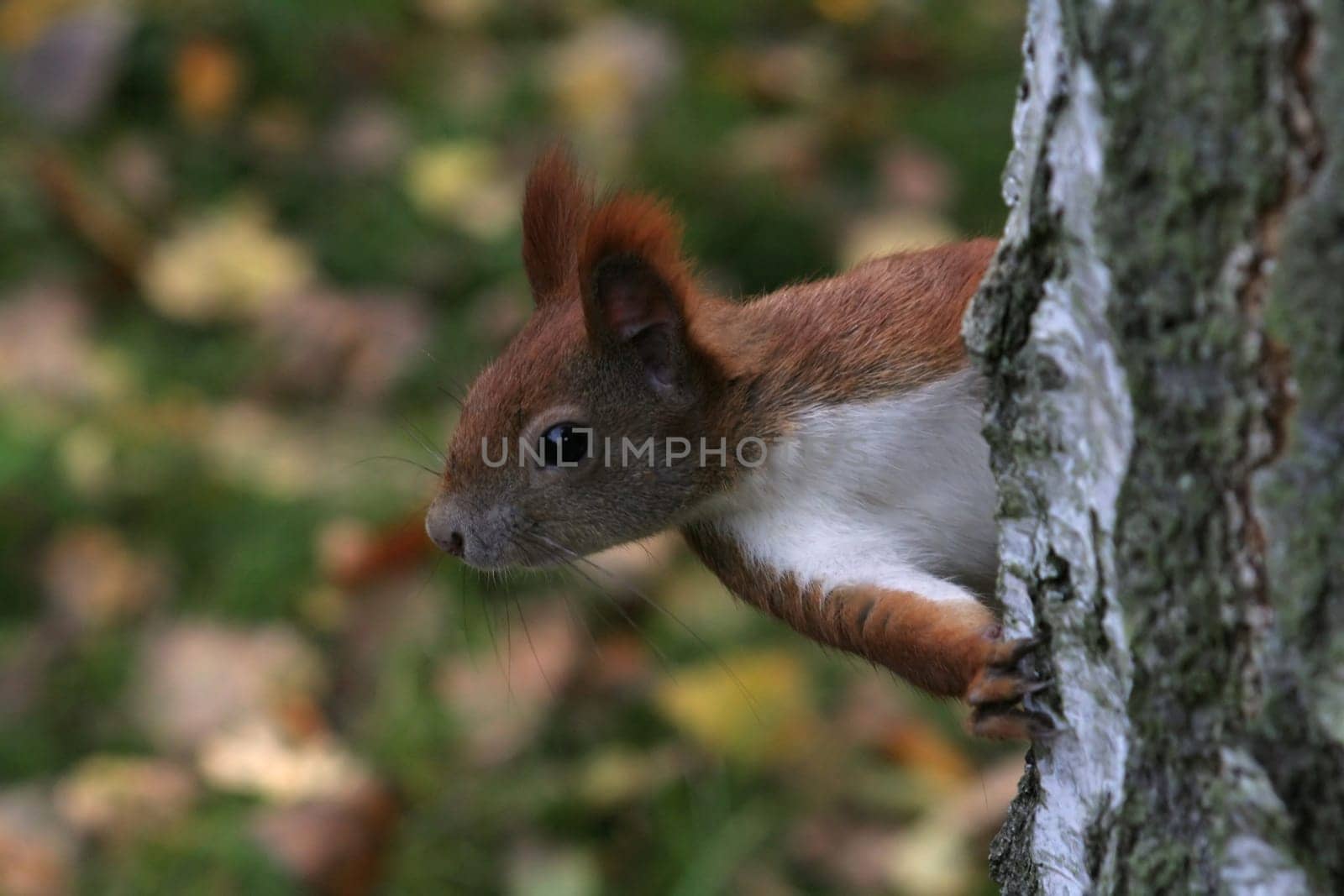 Observation post