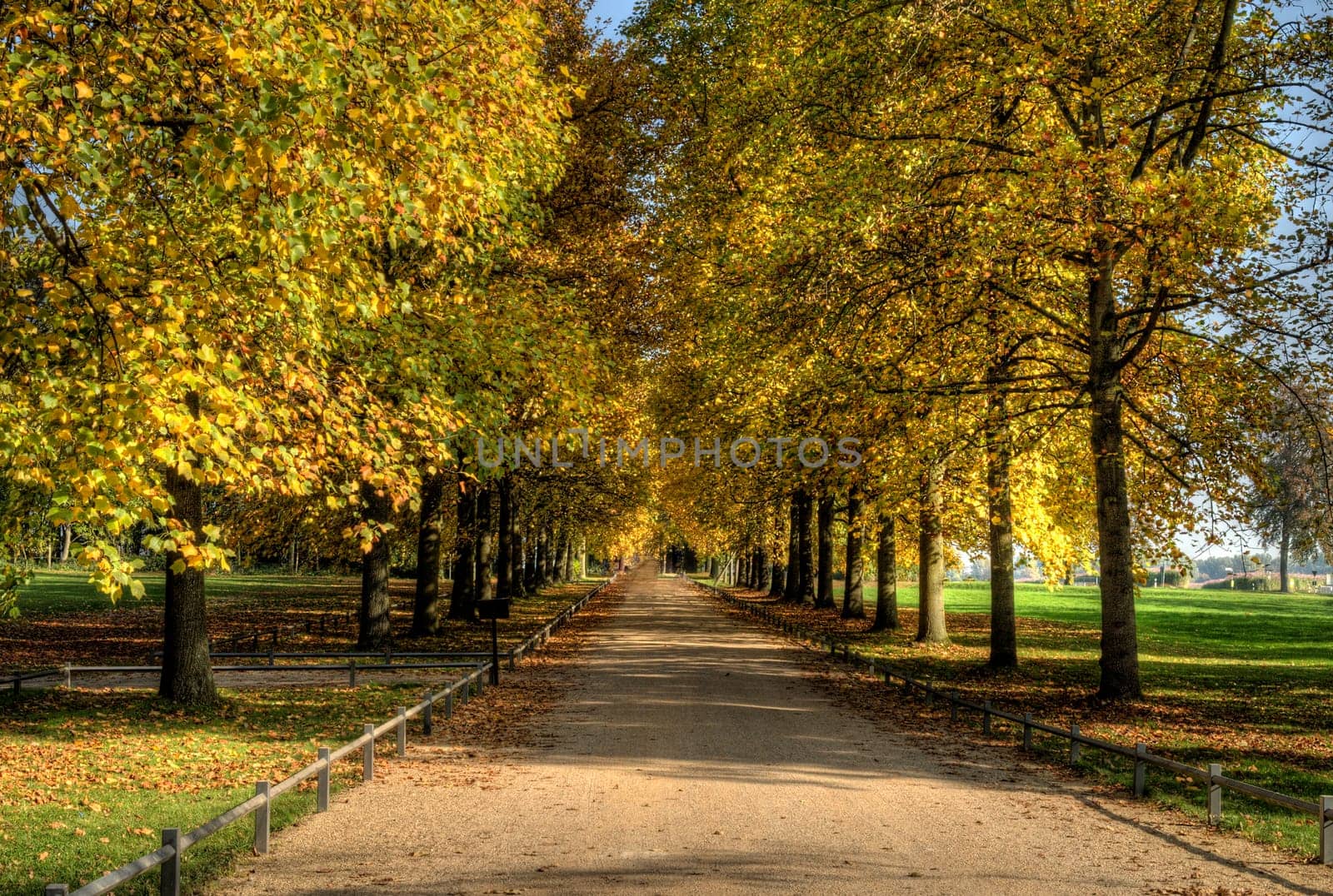 Autumn Avenue