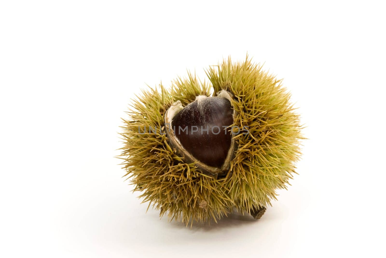 Eß - Chestnuts