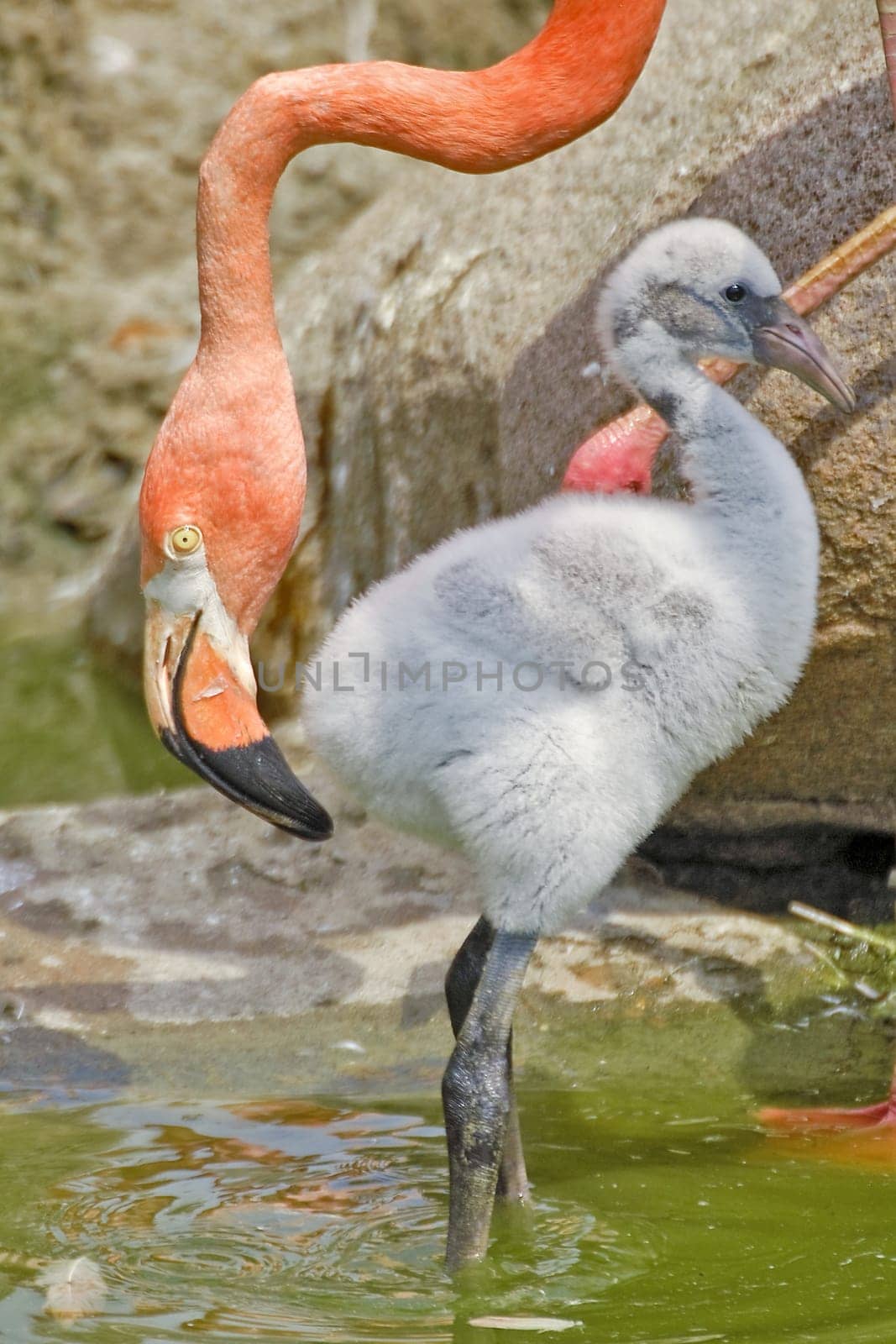 (mom or mother) without day