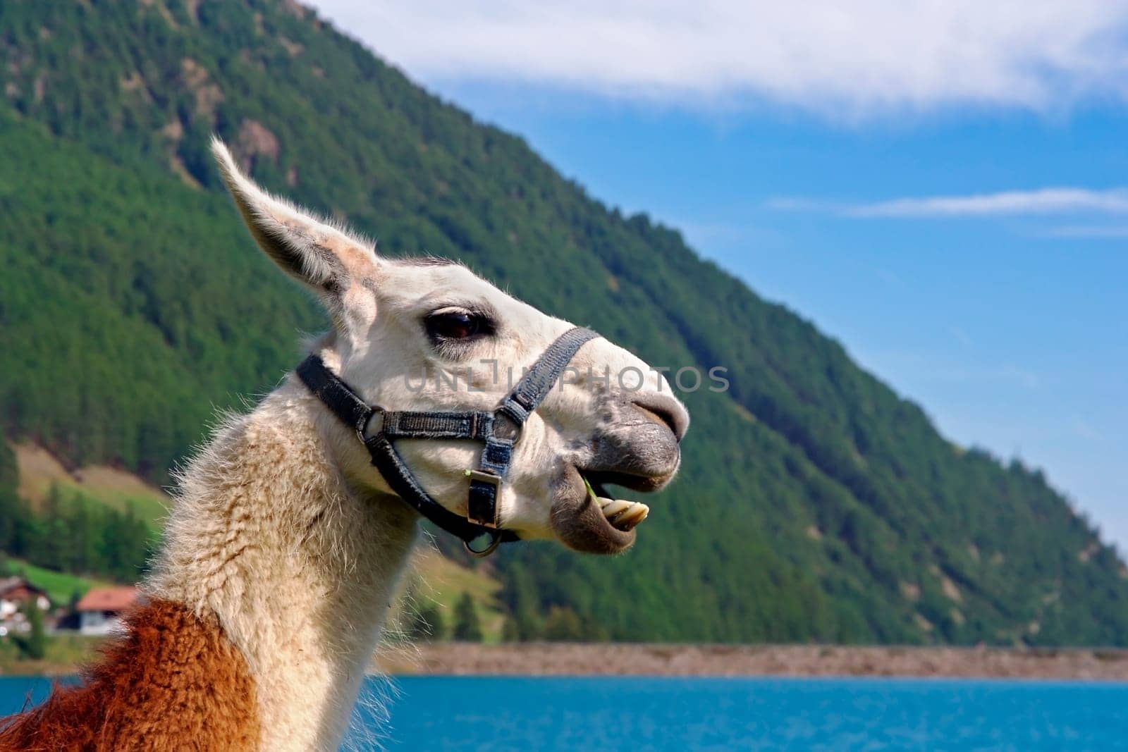 Lama