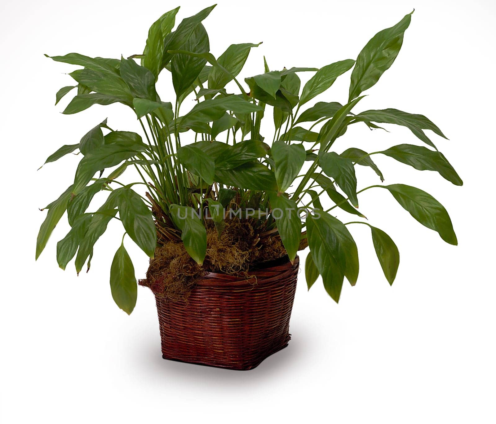 Green plant