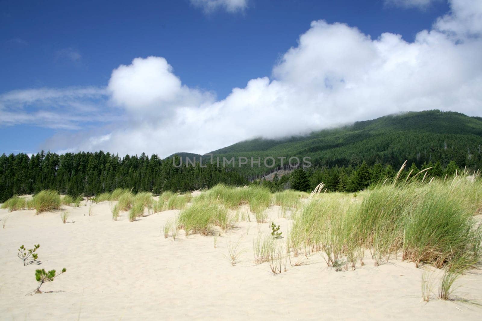 Oregon Dunes