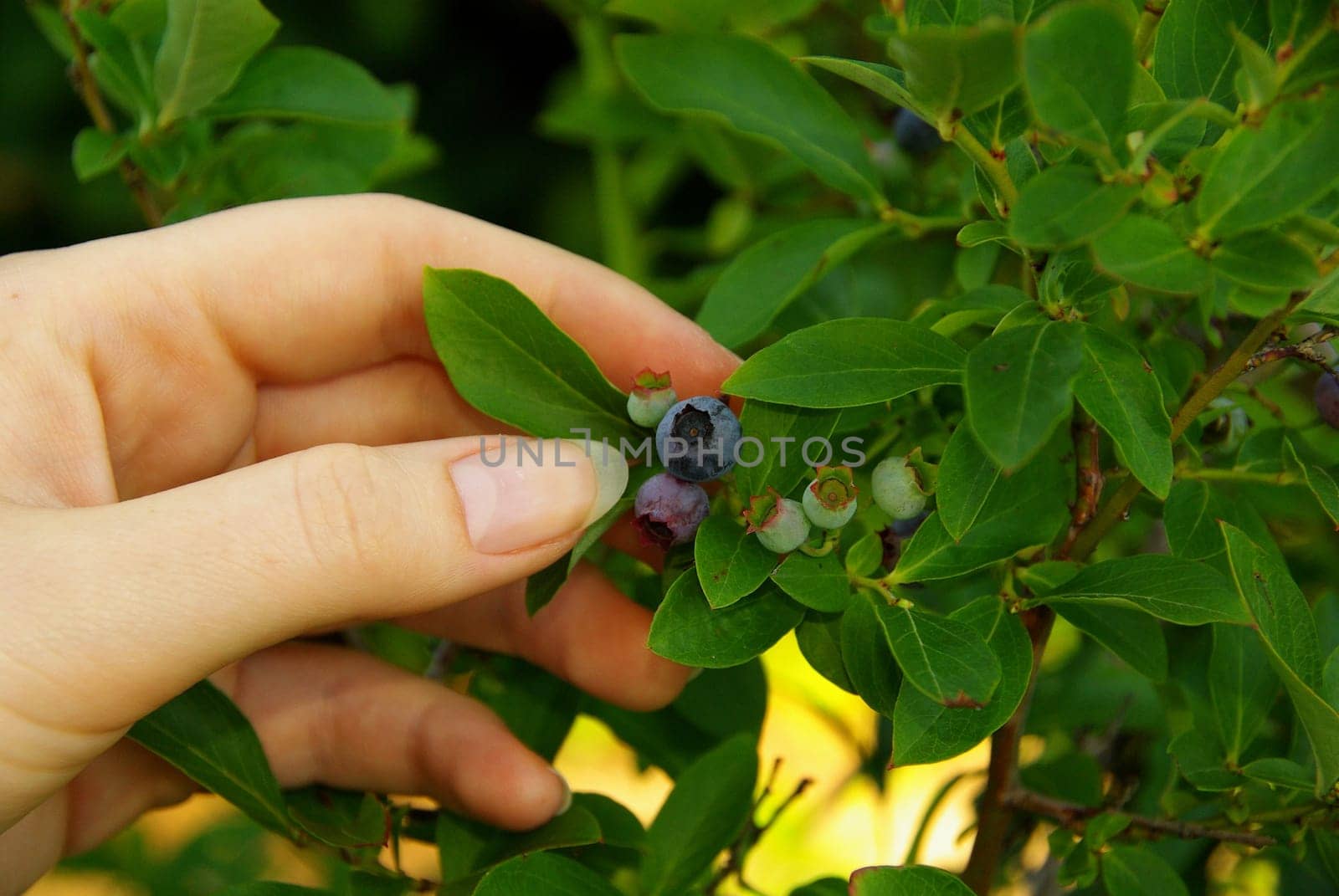 Blueberry 01