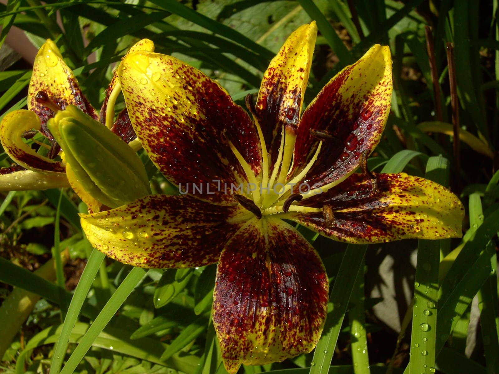 Lily 05