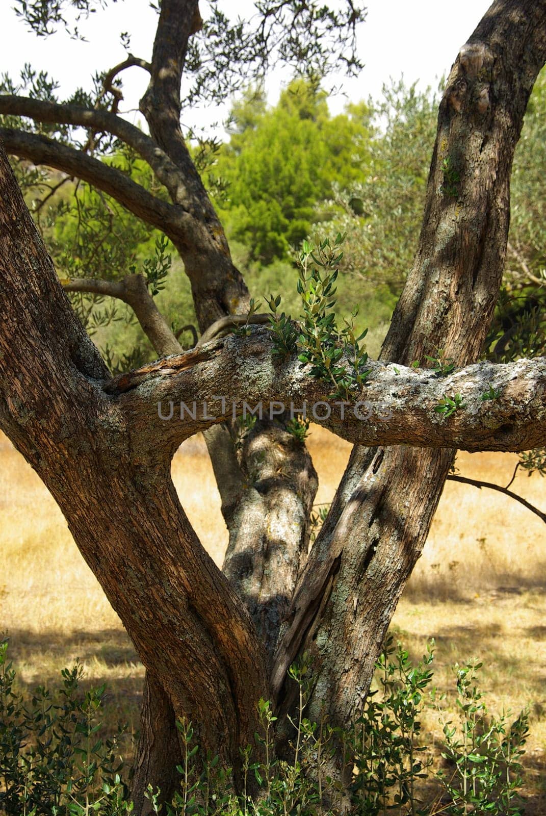 Olive Tree 31