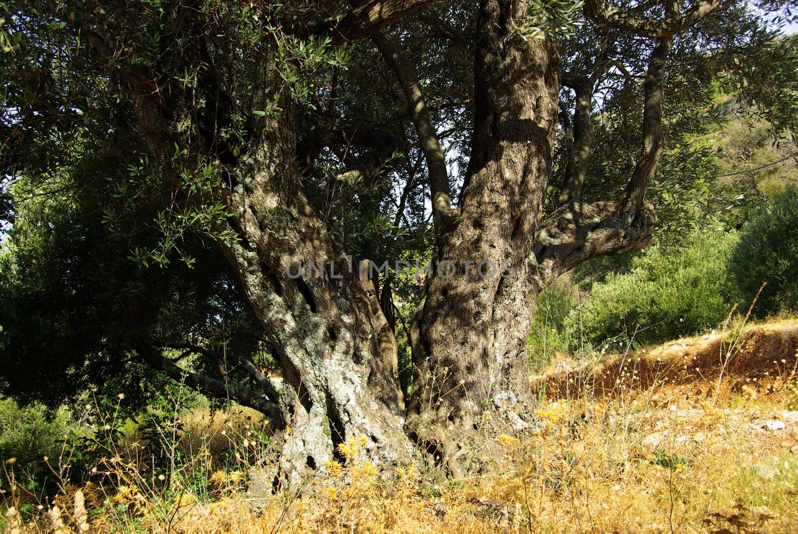 Olive Tree 22