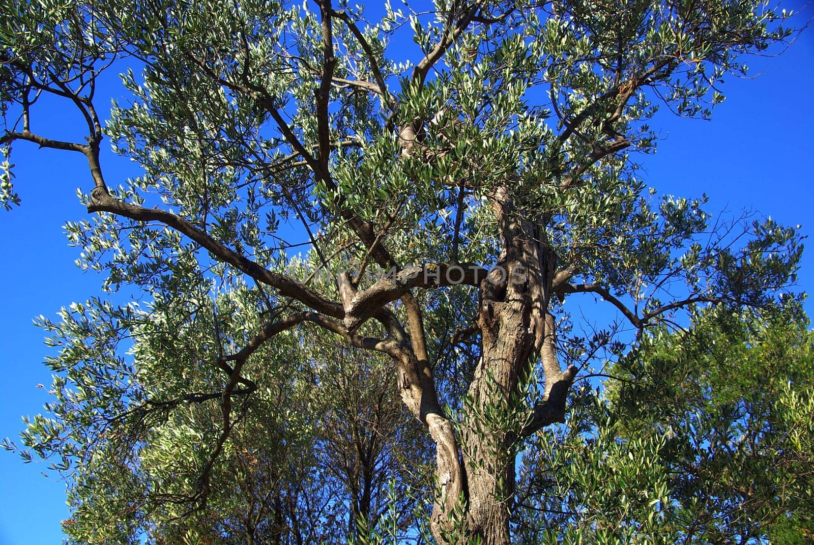 Olive Tree 14
