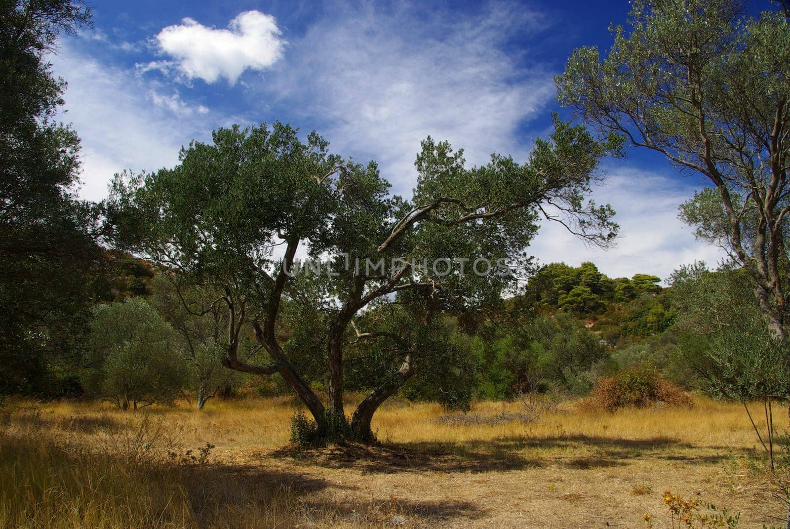 Olive Tree 28